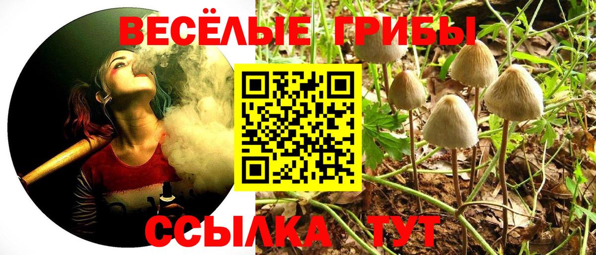 Псилоцибиновые грибы GOLDEN TEACHER  Вход с VPN  Хасавюрт  Псилоцибиновые грибы Psilocybe 